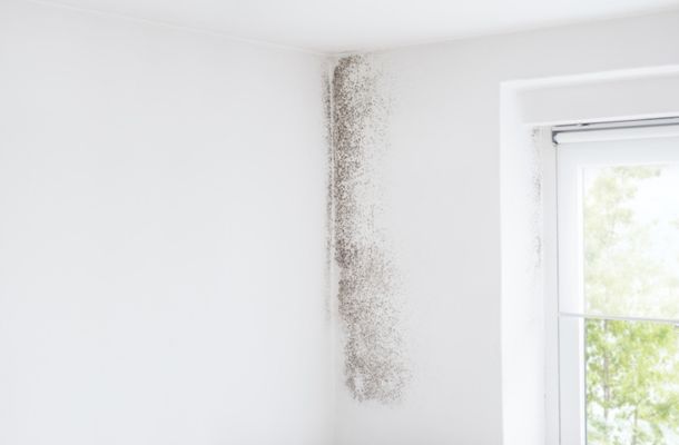 Alexandria-Virginia-Mold-Remediation-Project-1-1